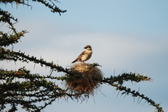 Plocepasser donaldsoni