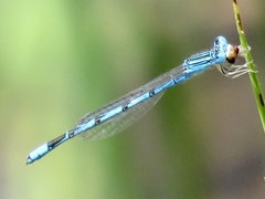 Enallagma basidens