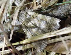 Persectania dyscrita