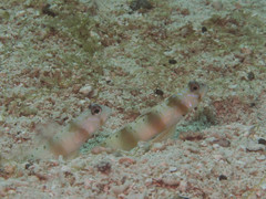 Amblyeleotris arcupinna