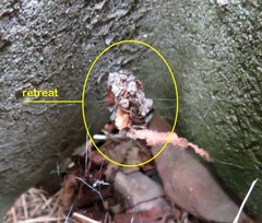 Parasteatoda tabulata