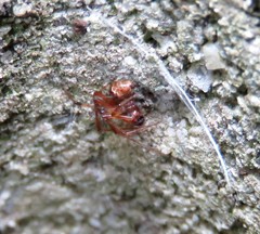 Parasteatoda tabulata