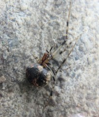 Parasteatoda tabulata
