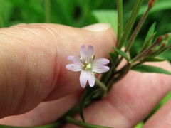 Epilobium denticulatum