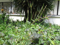Epilobium denticulatum