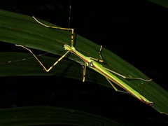 Anarchodes annulipes