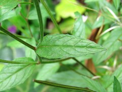 Epilobium denticulatum