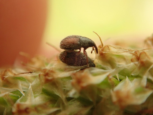 Plantain Weevil photo 4