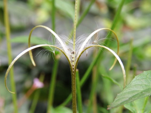 Image of Epilobium denticulatum by (c) Juan Carlos Caicedo Hernández, some rights reserved (CC BY)