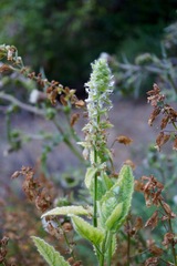 Stachys pycnantha