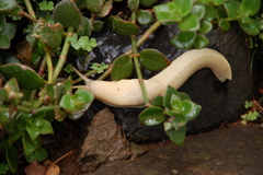 Urocyclidae