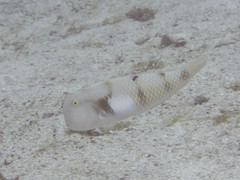 Iniistius aneitensis