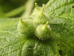 Celticecis celtiphyllia