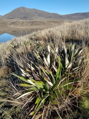 Celmisia spectabilis magnifica