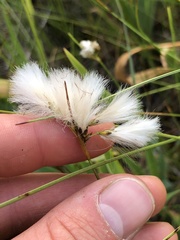 Eriophorum viridicarinatum