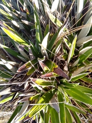 Celmisia spectabilis magnifica