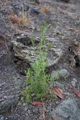 Cordylanthus rigidus rigidus