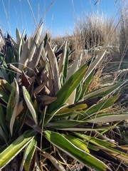 Celmisia spectabilis magnifica