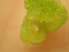 Celticecis celtiphyllia