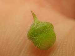 Celticecis celtiphyllia