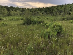 Eriophorum viridicarinatum