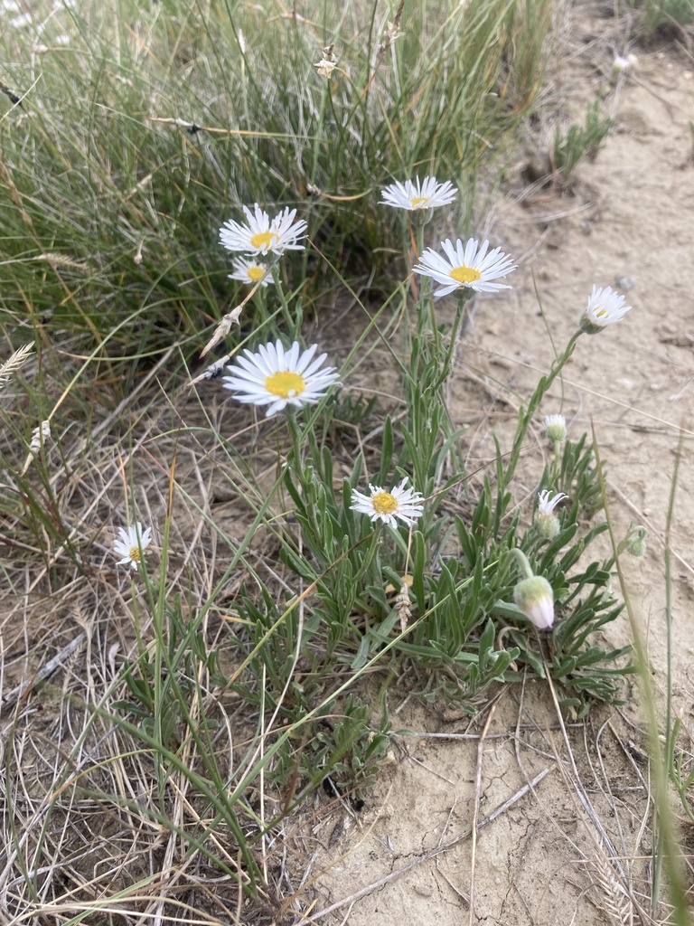 Caespitose Fleabane