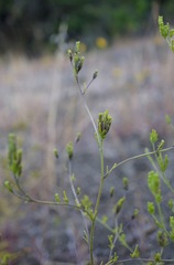 Cordylanthus rigidus rigidus