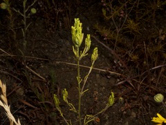 Cordylanthus rigidus rigidus