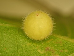 Caryomyia cilidolium
