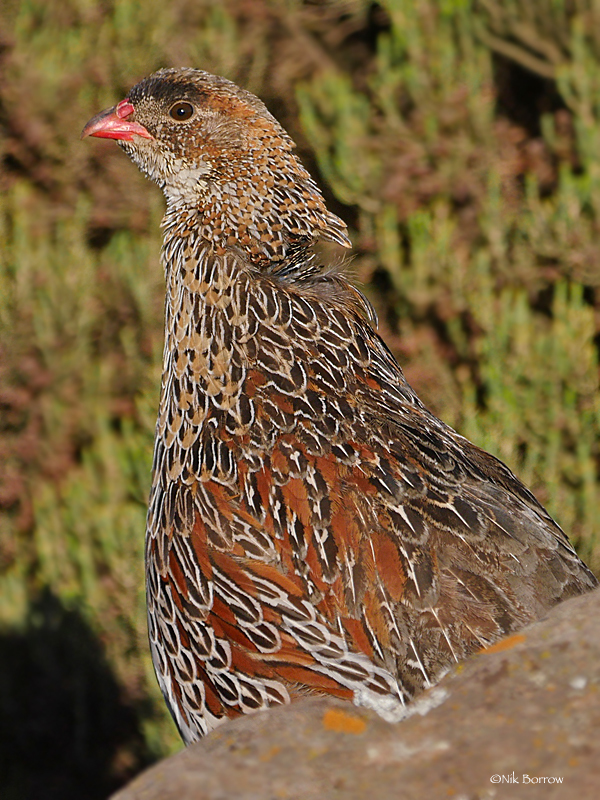 Chestnut-Naped Francolin