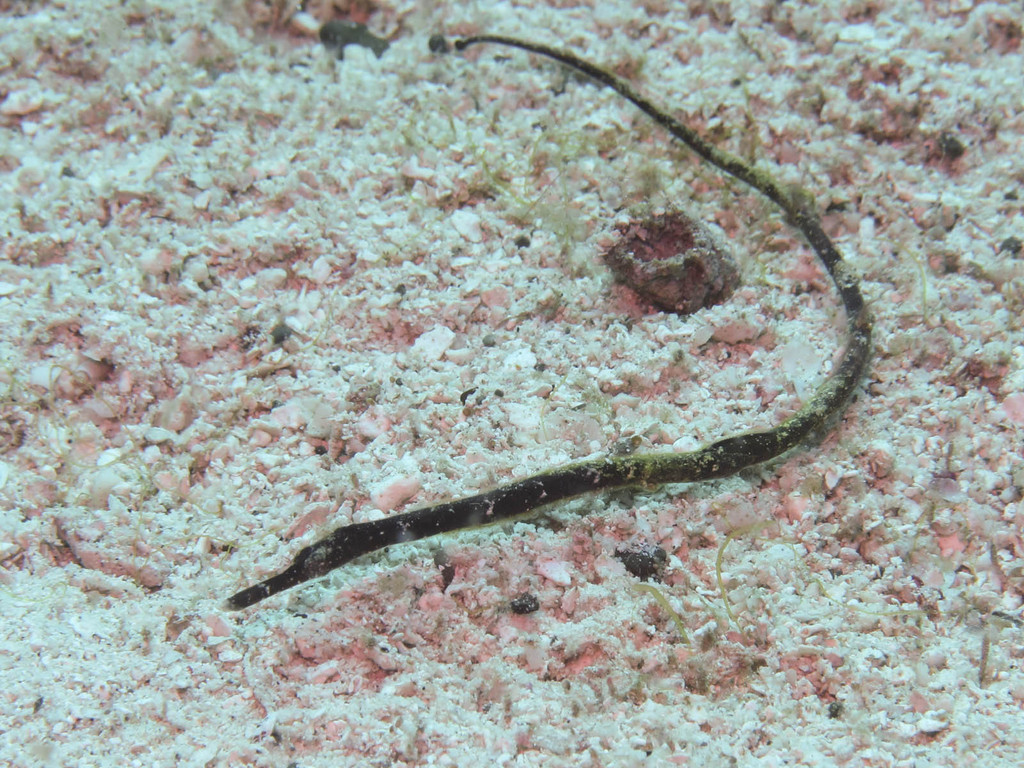 Long-Head Pipefish