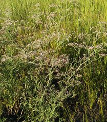 Limonium caspium