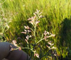 Limonium caspium