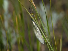 Deutoleon lineatus