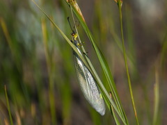 Deutoleon lineatus