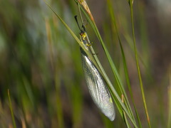 Deutoleon lineatus