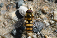Metasyrphus