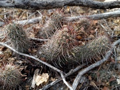 Mammillaria capensis