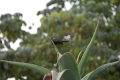 Nectarinia kilimensis