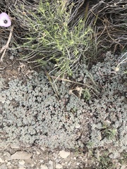 Eriogonum kennedyi