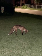 Vulpes vulpes