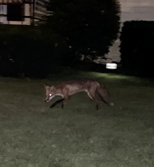 Vulpes vulpes