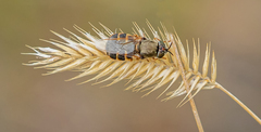 Stratiomyomorpha