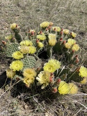 Opuntia polyacantha