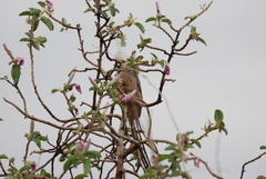 Colius leucocephalus