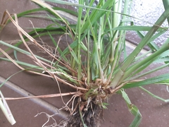 Paspalum