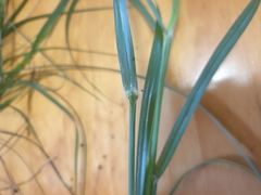 Paspalum