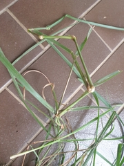Paspalum