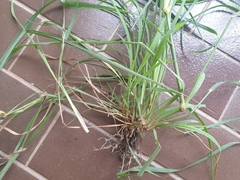 Paspalum