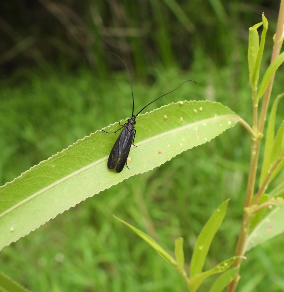 Phylloicus mexicanus
